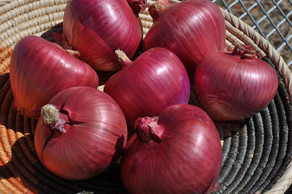 Rossa Di Milano onion image####