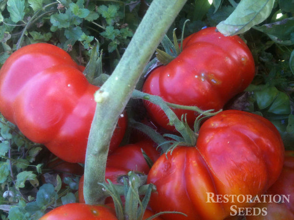 Rosso Sicilian tomato image####