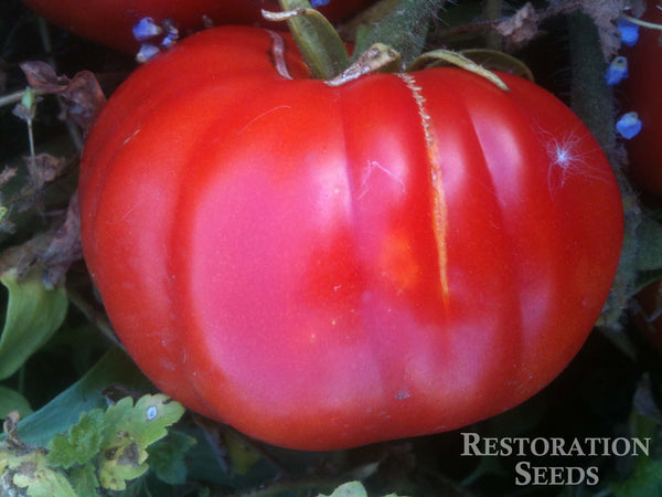 Rosso Sicilian tomato image####