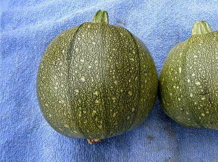 Round zucchini image##The Long Island Seed Project##http://www.liseed.org/roundzucchini.html