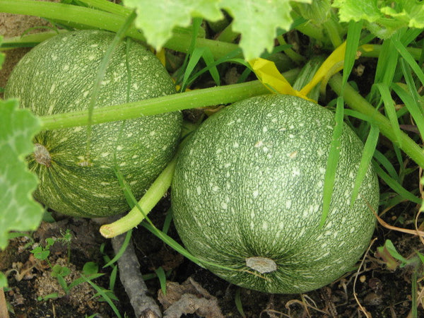 Round zucchini image####