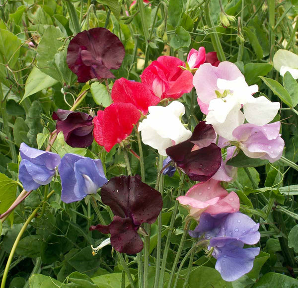 Royal Family sweet pea image####