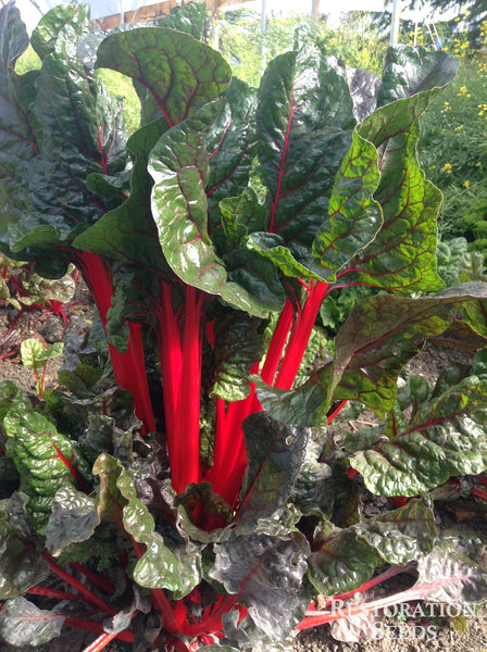 Ruby chard image####