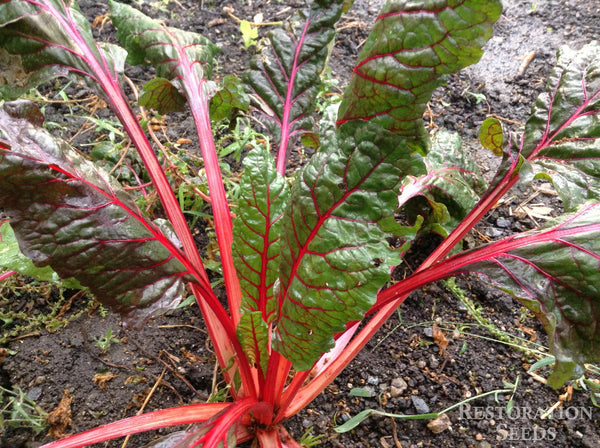 Ruby chard image####