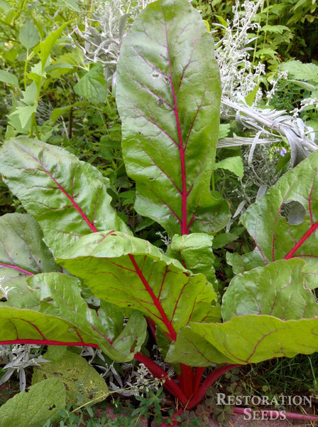 Ruby chard image####