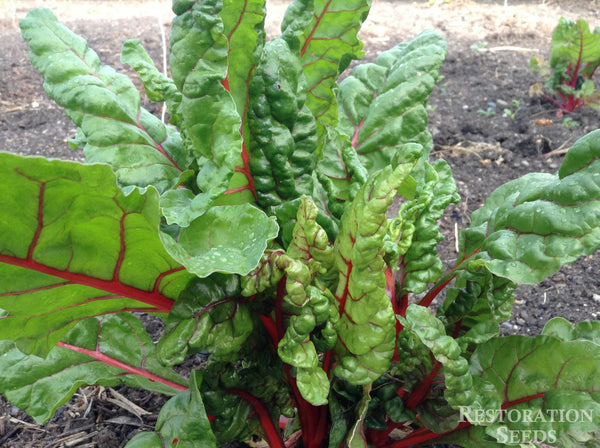 Ruby chard image####