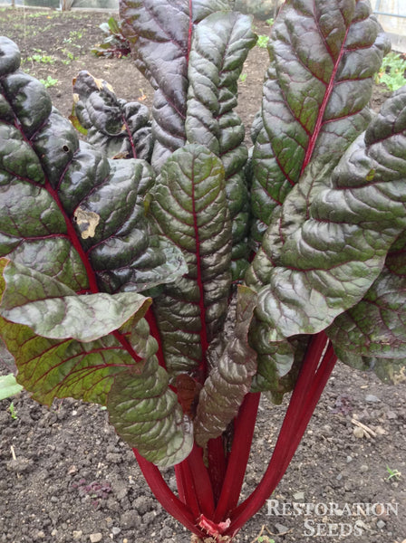 Ruby chard image####