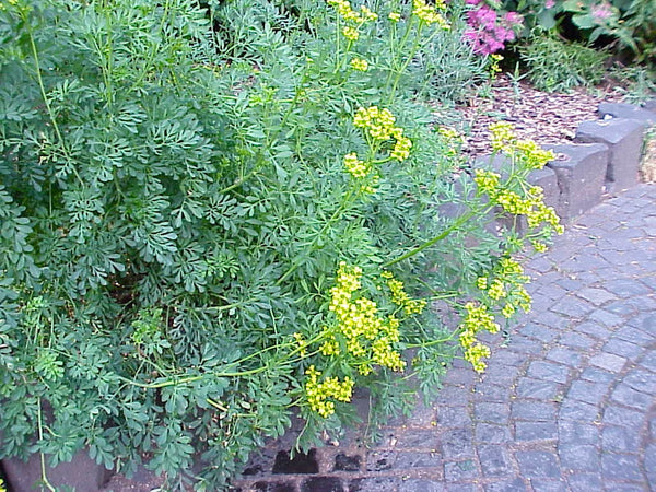 rue plant snakes rue