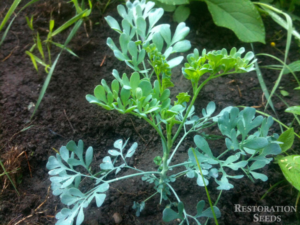 planting rue seeds rue