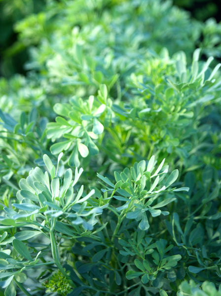 rue plant indoors rue