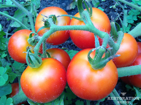 Ruthje KS tomato image####