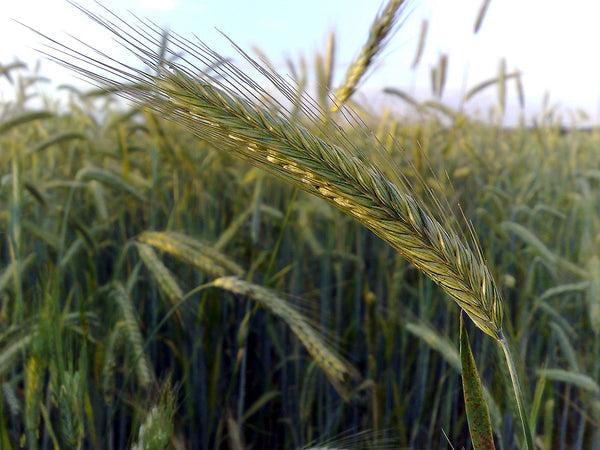 rye seeds for planting Winter rye