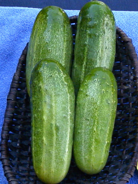 SMR 58 Pickling cucumber image####