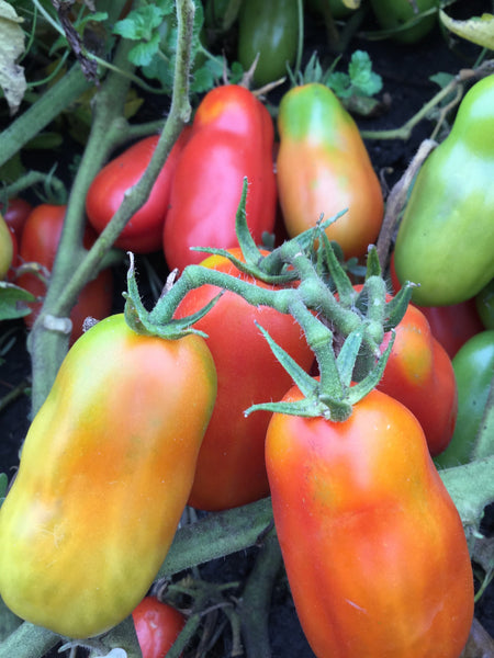 Organic San Marzano Tomato (Solanum lycopersicum) – Annies Heirloom Seeds Organic San Marzano Tomato (Solanum lycopersicum) – Annies Heirloom Seeds