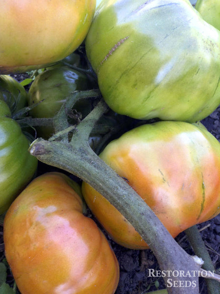 Santa Clara Canner tomato image####