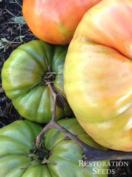 Santa Clara Canner tomato image####