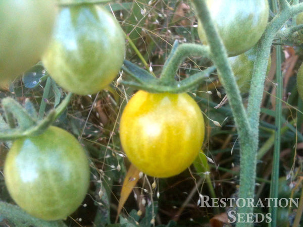 Sara's Galapagos tomato image####