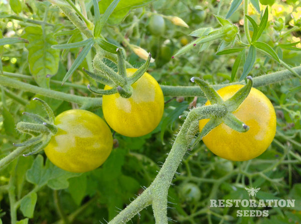 sara seed plant Sara's Galapagos