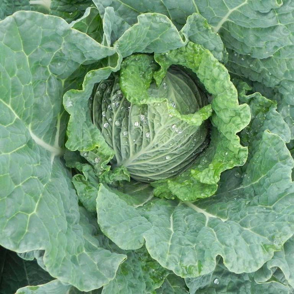 Savoy Ace Improved cabbage image####