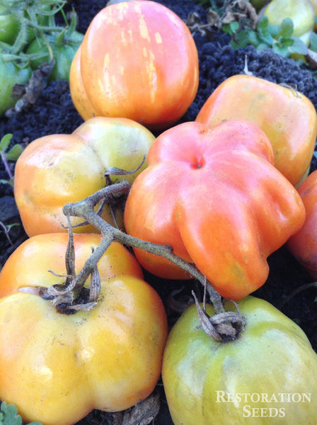 Schimmeig Striped Hollow tomato image####