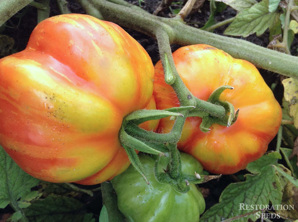 Schimmeig Striped Hollow tomato image####