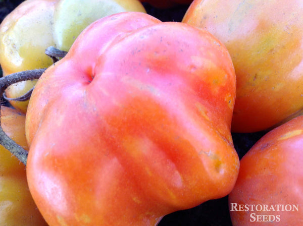 Schimmeig Striped Hollow tomato image####
