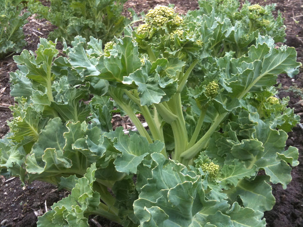 sea kale image####