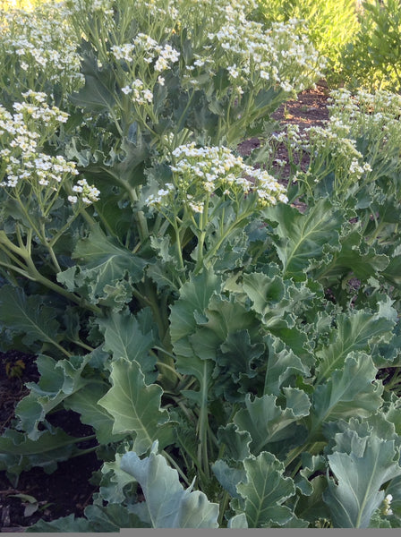 sea kale image####