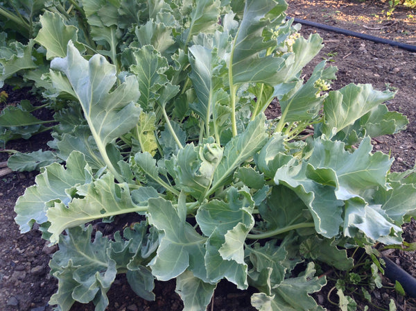 sea kale image####