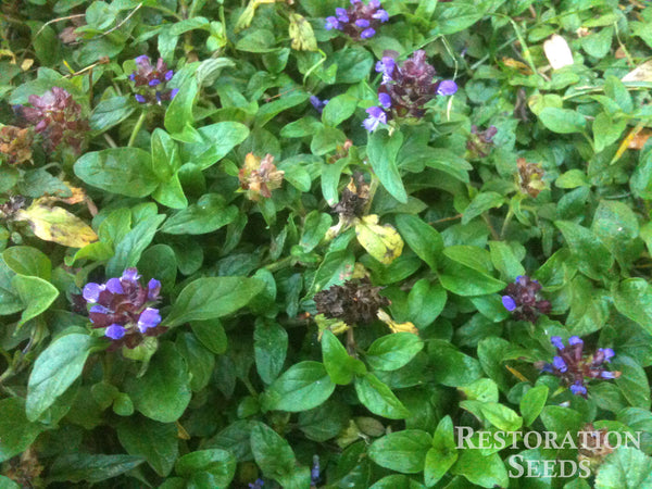 self heal image####