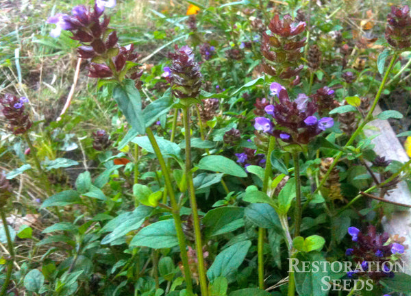 self heal plant seeds self heal
