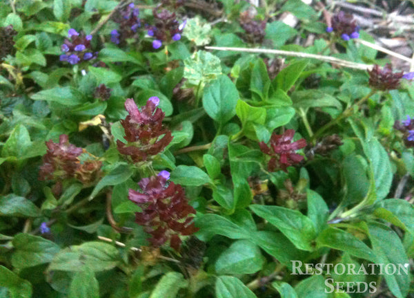 self heal plant seeds Self Heal