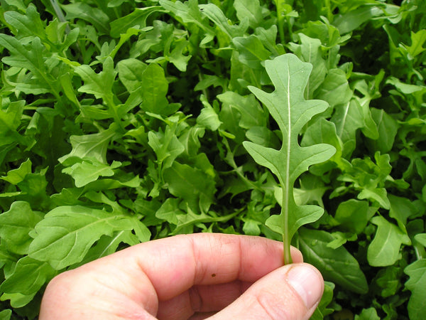 Serrated arugula image####