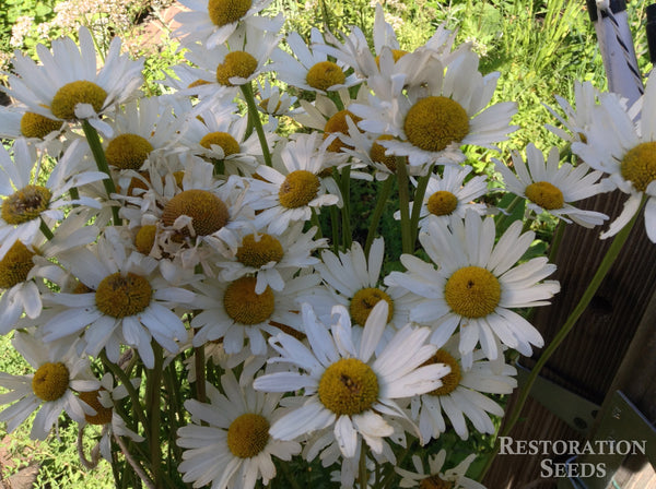 shasta daisy image####