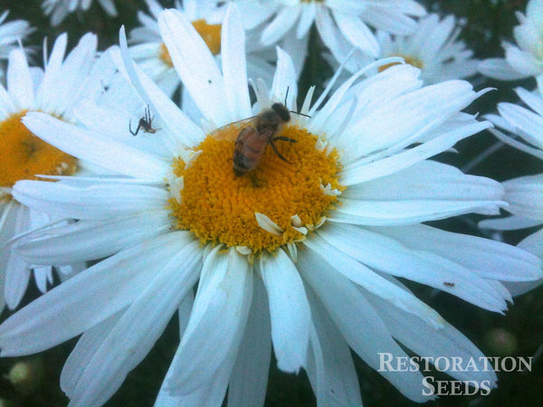 shasta daisy image####