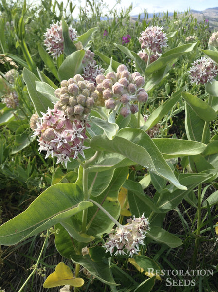 milkweed, showy image####