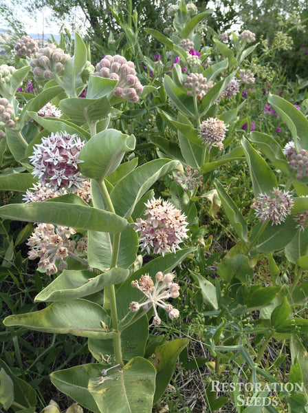 milkweed, showy image####