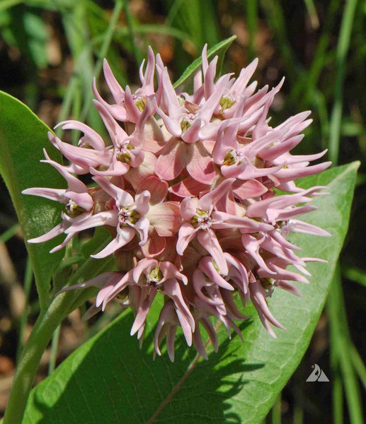 milkweed, showy image####