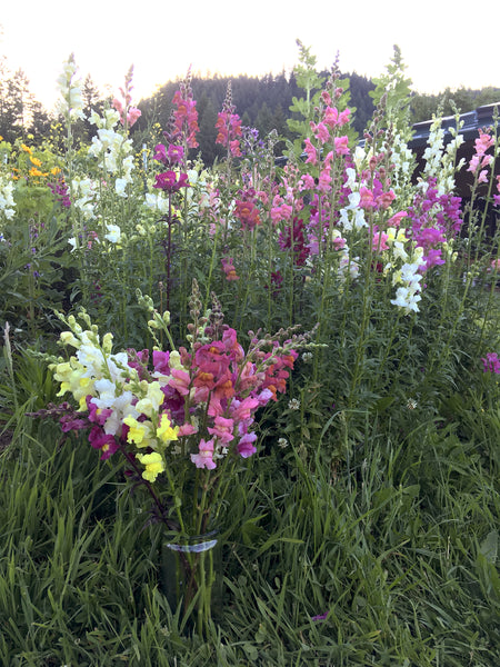 Snapdragon Mix