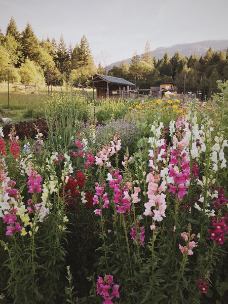 Snapdragon Mix