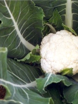 Snowball Y Improved cauliflower image####