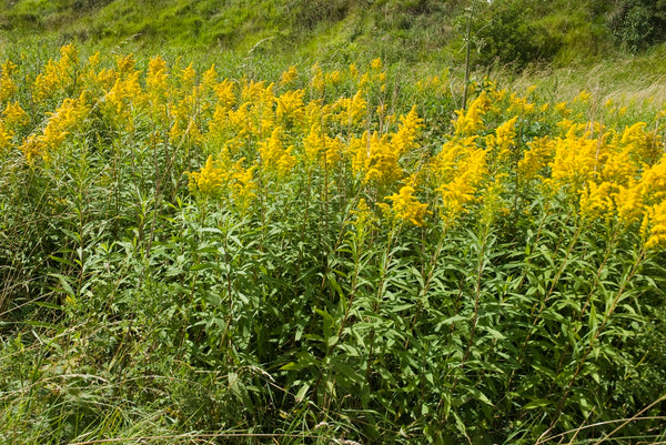 Canada Goldenrod