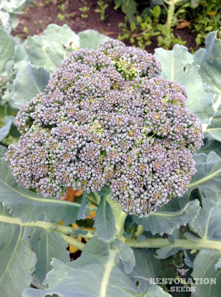 Solstice broccoli image####