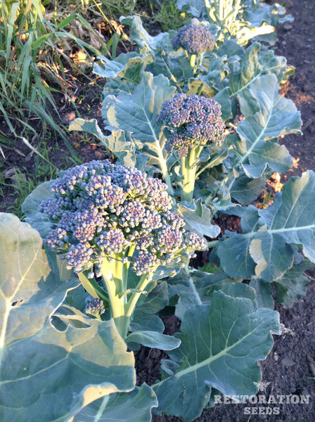 Solstice broccoli image####