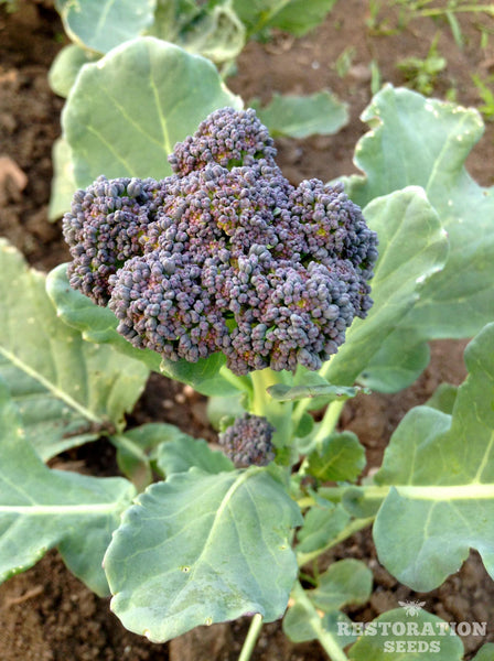 Solstice broccoli image####