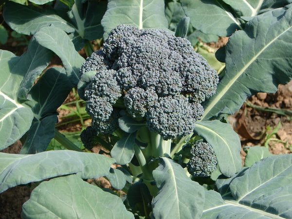 Solstice broccoli image####