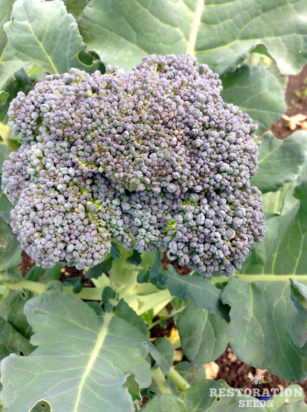 Solstice broccoli image####