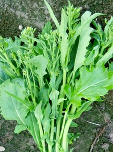 Sorrento broccoli raab image####