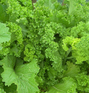 Southern Giant Curled mustard image####