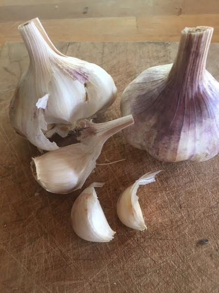 Garlic, Spanish Roja